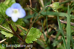 F291342: Persischer Ehrenpreis (Veronica persica)