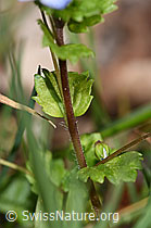 F291343: Persischer Ehrenpreis (Veronica persica)