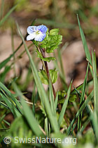 F291345: Persischer Ehrenpreis (Veronica persica)