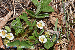 F291358: Erdbeer-Fingerkraut (Potentilla sterilis)