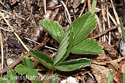 F291359: Erdbeer-Fingerkraut (Potentilla sterilis)