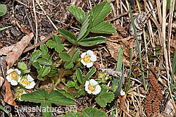 F291360: Erdbeer-Fingerkraut (Potentilla sterilis)