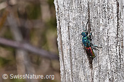 Foto: Chrysis terminata (Goldwespe)