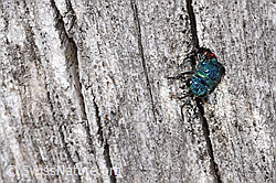 Foto: Chrysis terminata (Goldwespe)