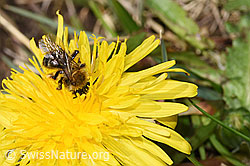 Foto: Gewöhnliche Dörnchensandbiene (Andrena humilis) auf Gewöhnlicher Löwenzahn (Taraxacum officinale)