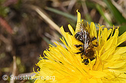 Foto: Gewöhnliche Dörnchensandbiene (Andrena humilis) auf Gewöhnlicher Löwenzahn (Taraxacum officinale)