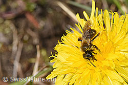 Foto: Gewöhnliche Dörnchensandbiene (Andrena humilis) auf Gewöhnlicher Löwenzahn (Taraxacum officinale)