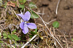F291940: Hain-Veilchen (Viola riviniana)