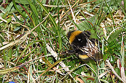 Dunkle Erdhummel (Bombus terrestris) (F291952)