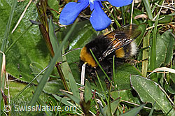 Dunkle Erdhummel (Bombus terrestris) (F291954)