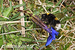 Dunkle Erdhummel (Bombus terrestris)<br/>Frühlings-Enzian (Gentiana verna)