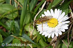 Gelbe Dungfliege (Scathophaga stercoraria)