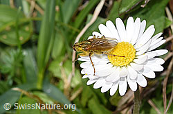 F291964: Gelbe Dungfliege (Scathophaga stercoraria) auf Gänseblümchen (Bellis perennis)