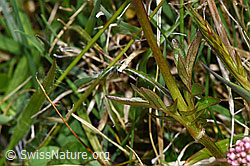 Sumpf-Baldrian (Valeriana dioica) (F291972) Sumpf-Baldrian (Valeriana dioica) (F291972)