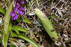 Männliches Knabenkraut (Orchis mascula) (F291980)