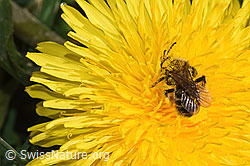 Foto: Gewöhnliche Dörnchensandbiene (Andrena humilis) auf Gewöhnlicher Löwenzahn (Taraxacum officinale)
