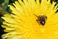 Foto: Gewöhnliche Dörnchensandbiene (Andrena humilis) auf Gewöhnlicher Löwenzahn (Taraxacum officinale)