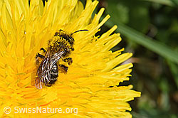 Andrena humilis on Taraxacum officinale (F291986)