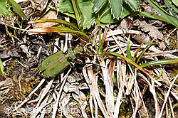 Feld-Sandlaufkäfer (Cicindela campestris) (F291998)