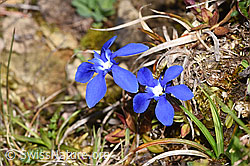 F292006: Frühlings-Enzian (Gentiana verna)