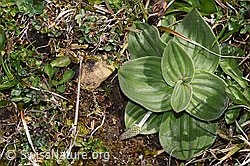 Mittlerer Wegerich (Plantago media) (F292017)