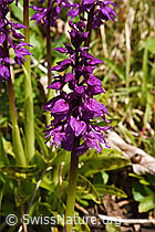 F292042: Männliches Knabenkraut (Orchis mascula)