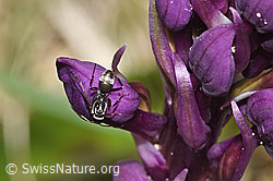 F292061: Grauschwarze Sklavenameise (Formica fusca) auf Männliches Knabenkraut (Orchis mascula)