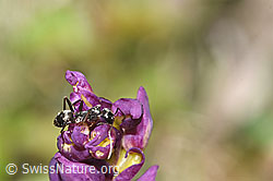 F292063: Grauschwarze Sklavenameise (Formica fusca) auf Männliches Knabenkraut (Orchis mascula)