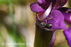 F292065: Grauschwarze Sklavenameise (Formica fusca) auf Männliches Knabenkraut (Orchis mascula)
