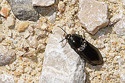 Glanzschnellkäfer (Selatosomus aeneus) (F292070)