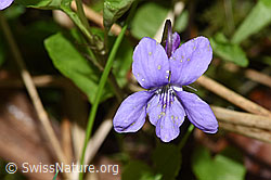 F292078: Hain-Veilchen (Viola riviniana)