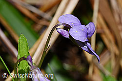 F292079: Hain-Veilchen (Viola riviniana)