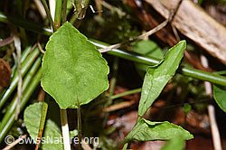 F292081: Hain-Veilchen (Viola riviniana)