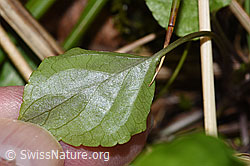 F292082: Hain-Veilchen (Viola riviniana)