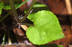 F292085: Hain-Veilchen (Viola riviniana)