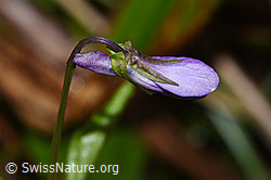 F292086: Hain-Veilchen (Viola riviniana)