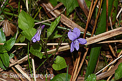 F292087: Hain-Veilchen (Viola riviniana)