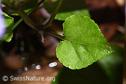 F292088: Hain-Veilchen (Viola riviniana)
