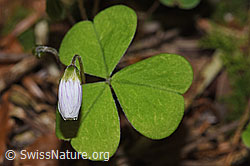 F292089: Wald-Sauerklee (Oxalis acetosella)