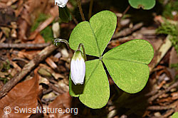 F292090: Wald-Sauerklee (Oxalis acetosella)