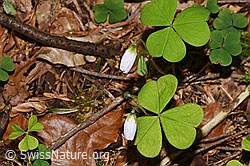 F292091: Wald-Sauerklee (Oxalis acetosella)