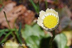 Gänseblümchen (Bellis perennis) (F292093)