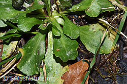 Gänseblümchen (Bellis perennis) (F292094)