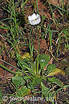 Gänseblümchen (Bellis perennis) (F292096)