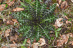 Sumpf-Kratzdistel (Cirsium palustre) (F292100)