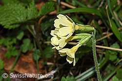 Primula elatior (21.04.2025, F292103)