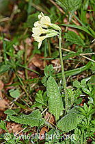 Primula elatior (21.04.2025, F292111)