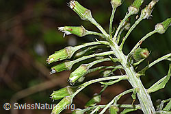 F292114: Weisse Pestwurz (Petasites albus)