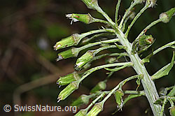 F292115: Weisse Pestwurz (Petasites albus)