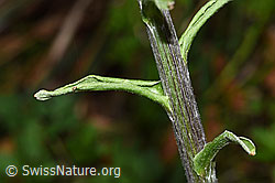 F292116: Weisse Pestwurz (Petasites albus)